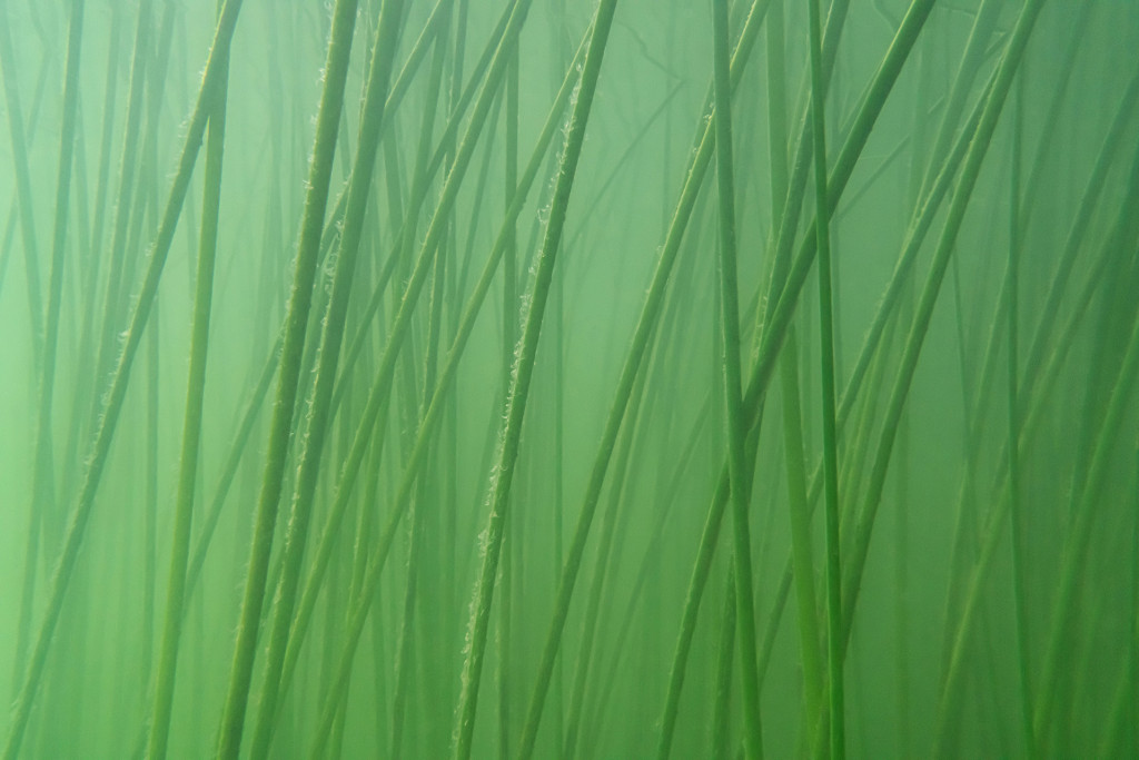 Unter Wasser #12, Projekt 
