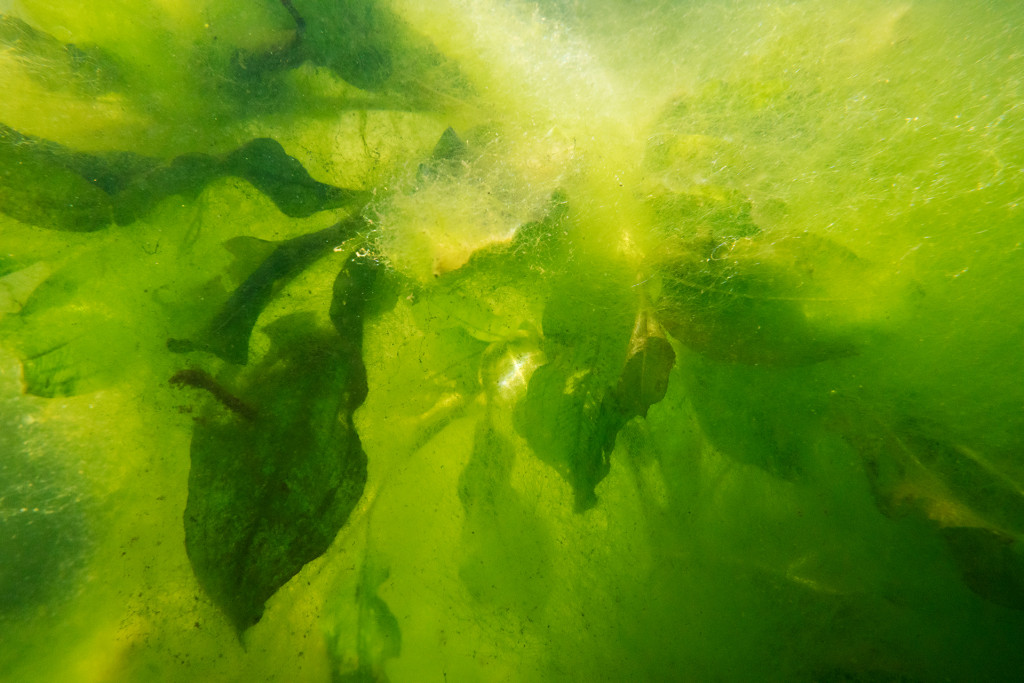 Unter Wasser von Hans-Christian Schink