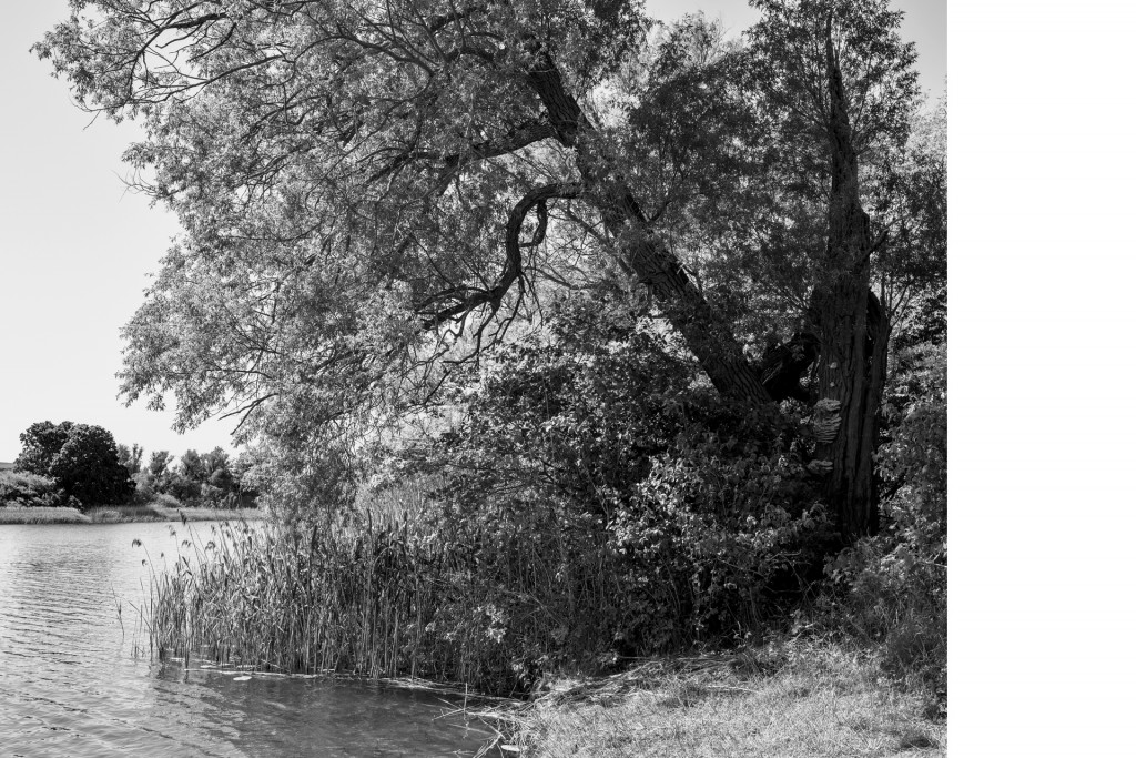 Balliner See, Projekt 